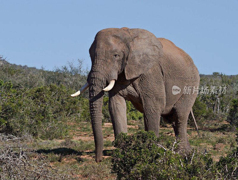野生非洲大象(Loxodonta africa)